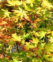 Acer palmatum 'Summer Gold'  feuillage décorative -érable du Japon