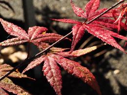 Acer palmatum 'Takatori'  feuillage rouge