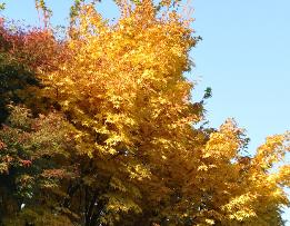 Acer palmatum Thunbergii 'Sangokaku' feuillage d'automne - jaune, érable du Japon 