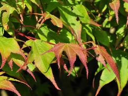 Acer palmatum 'Tsumabeni'  érable du Japon , feuillage d'automne