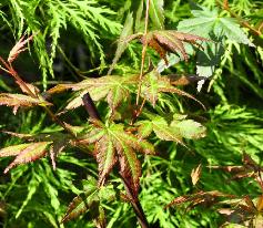 Acer palmatum 'Wendy'