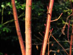Acer pensylvanicum 'Erythrocladum' wintercolor
