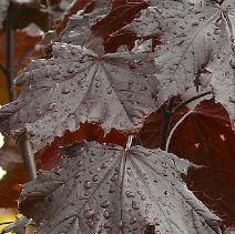 Acer platanoides Crimson King