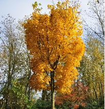 Acer platanoides 'Olmsted' Erable platane - feuillage d'automne