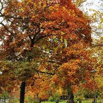 Acer pseudoplatanus 'Atropurpureus'  feuillage d'automne - habitus citadelpark à Gand Belgique