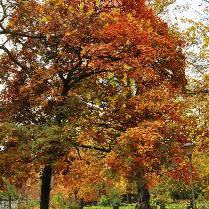 Acer pseudoplatanus 'Atropurpureus'  feuillage d'automne - habitus citadelpark à Gand Belgique