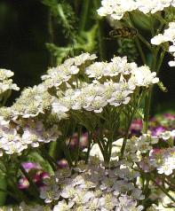 achillea