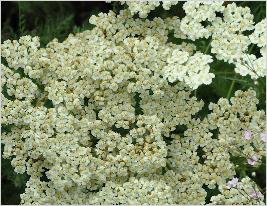 Achillea 'Anthea'