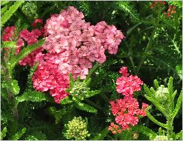 Achillea 'Apricot Delight 'bloemen2