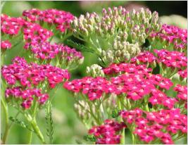 Achillea 'Bloodstone'