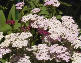 Achillea 'Cerise Queen'