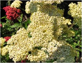 Achillea 'Credo' closeup bloemen vn