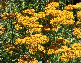 Achillée millefeuille rouge vif - Achillea millefolium 'Petra