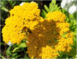 Achillea filipendula 'Gold Plate' closeupbloemen