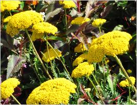 Achillea filipendula 'Parkers Variety ' mixedborder Persicaria RedDragon