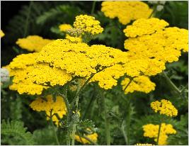 Achillea hybride 'Moonshine' closeup