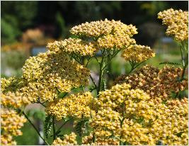 Achillea 'Inca Gold' closeup bloemen zeer mooi vnn