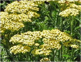 Achillea 'Martina' flowers closeupvn