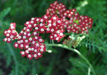 AchilleamillefoliumLaura