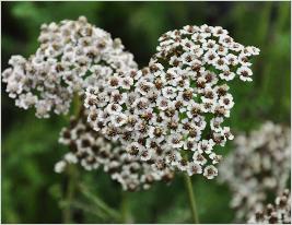 Achillea millefolium 'Hoffnung' syn 'Great Expectations' closeup