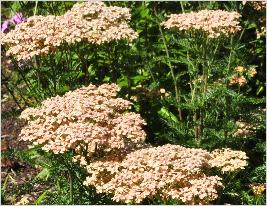 Achillea millefolium Lachsschonheit 