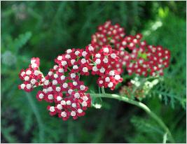 Achillea millefolium 'Laura'