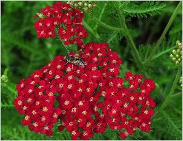 Achillea millefolium 'Petra'bloemen bijenplant