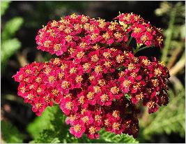 Achillea millefolium 'Red Velvet' closeup vn