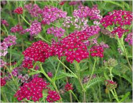 Achillea millefolium 'Sammetriese'