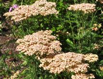 Achillea _millefolium_'Lachsschönheit'_vn