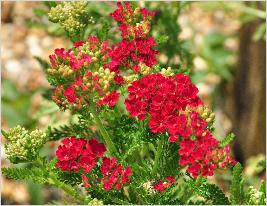 Achillea 'Pomegranate'