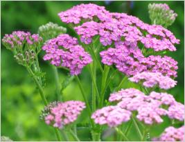 Achillea 'Pretty Belinda'