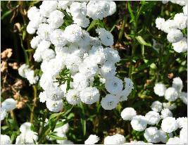 Achillea ptarmica 'Perry's White'