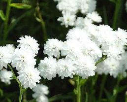 Achillea ptarmica'The Pearl'