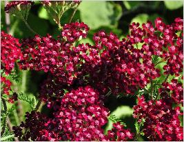 Achillea 'Summerwine' closeup vn