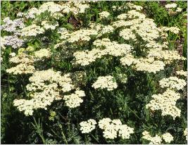 Achillea taygetea groepsbeplanting Bressingham