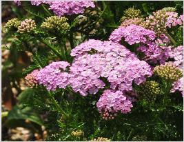 Achillea 'Wonderful Wampee"