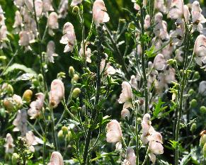 Aconitum napellus carneum bloemenvn