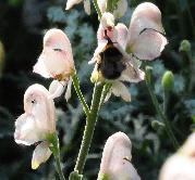 Aconitum napellus carneum bijenplant hommel