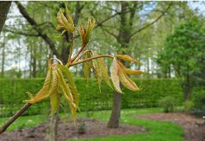 Aesculus asamica N Vietnamjongblad