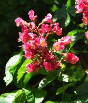 Aesculus x carnea 'Breotii'  floraison - marronier- fleurs rouges
