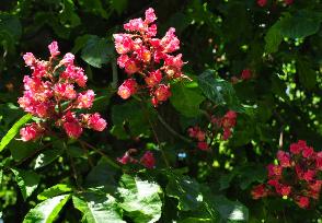 Aesculus x carnea Briotii fleurs