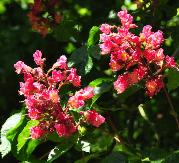 Aesculus x carnea 'Breotii' floraison