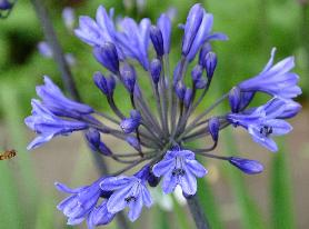 Agapanthus 'Black Buddhist' 