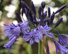 Agapanthus 'Black Panther'