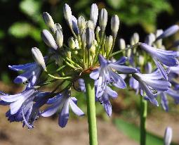 Agapanthus 'Bloemfontein' closeup