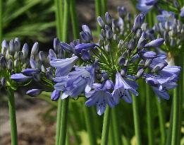 Agapanthus'Blue Globe' Fulcher 