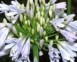 Agapanthus 'Bloemfontein' closeup