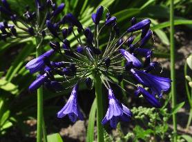 Agapanthus BlackBuddist3VN1