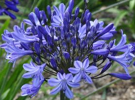 Agapanthus BlackBuddist3VN1